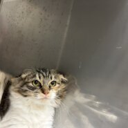 ビビリなこはくちゃん