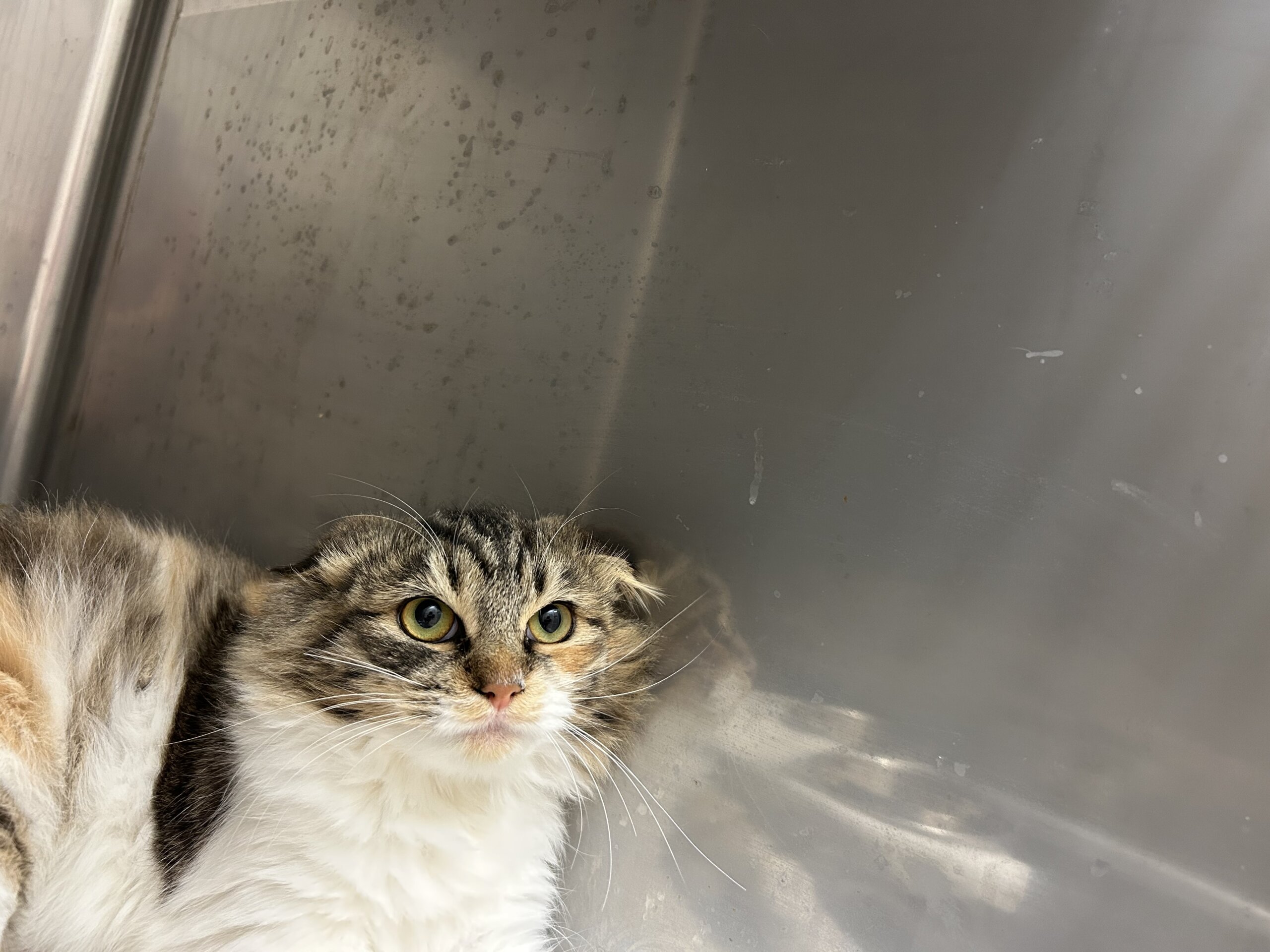 ビビリなこはくちゃん