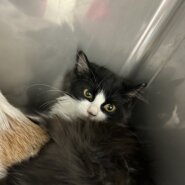 ハチワレ長毛フィガロちゃん