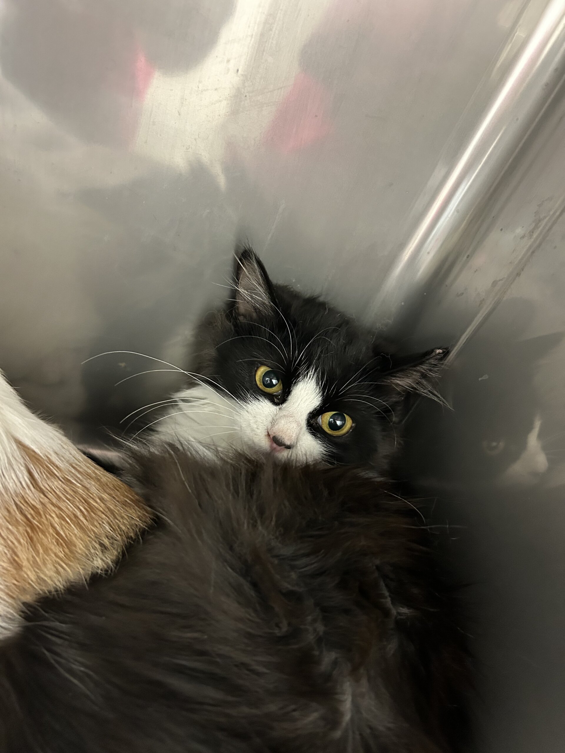 ハチワレ長毛フィガロちゃん