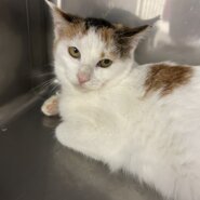 おっとり大人しいマリーちゃん