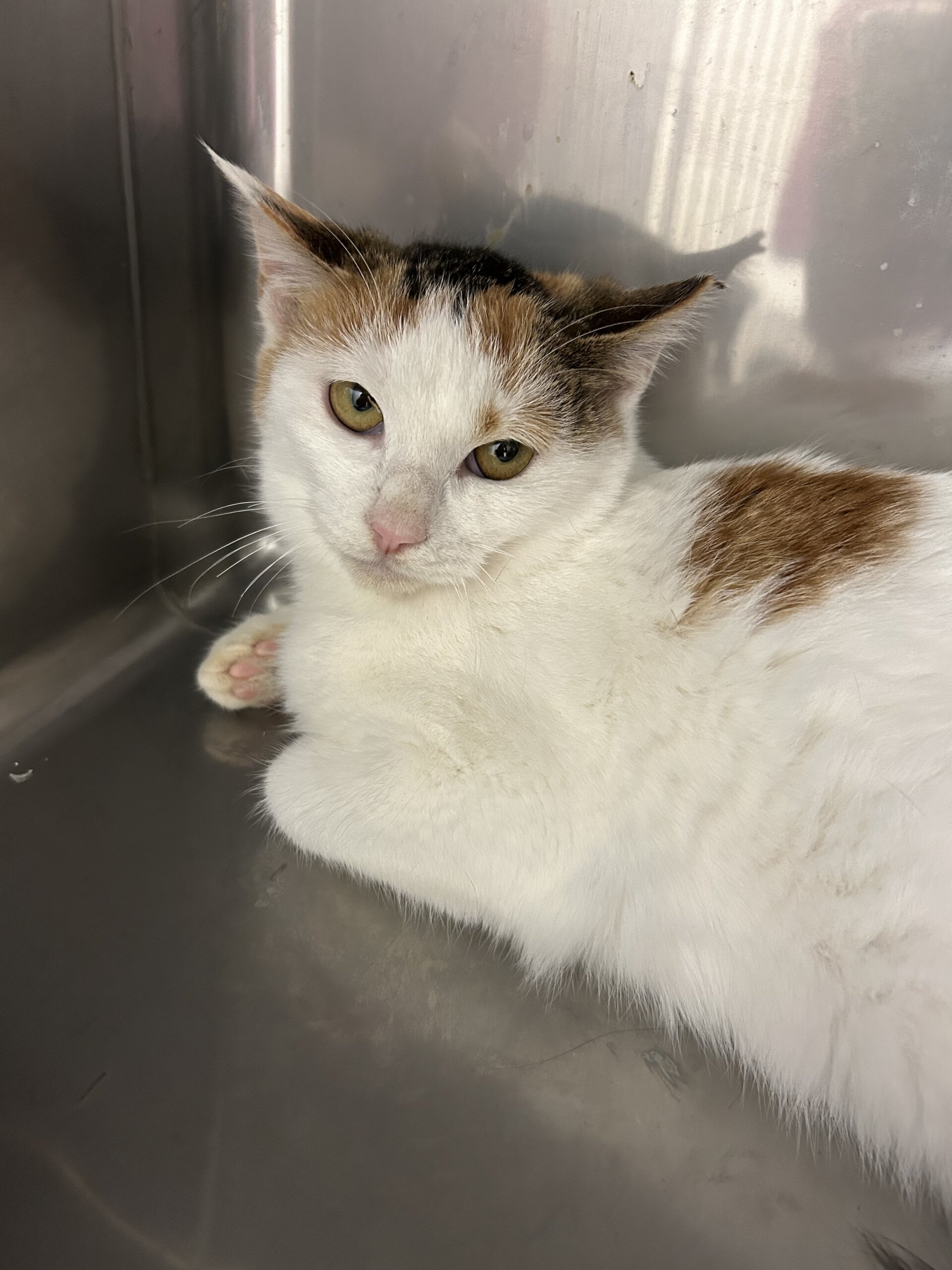 おっとり大人しいマリーちゃん