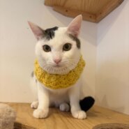 慣れてきましたつよしくん