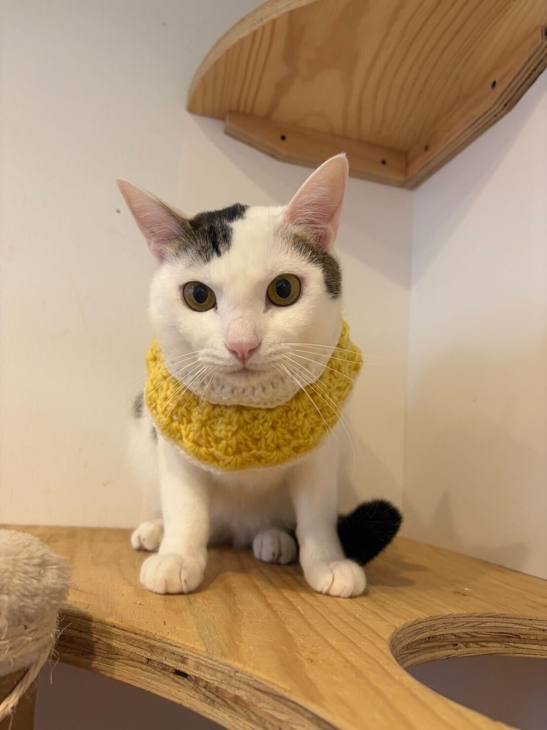 慣れてきましたつよしくん