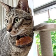 ☆とても可愛い男の子☆人懐っこいです☆オス２才💛