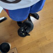 緊急で里親を探しています！