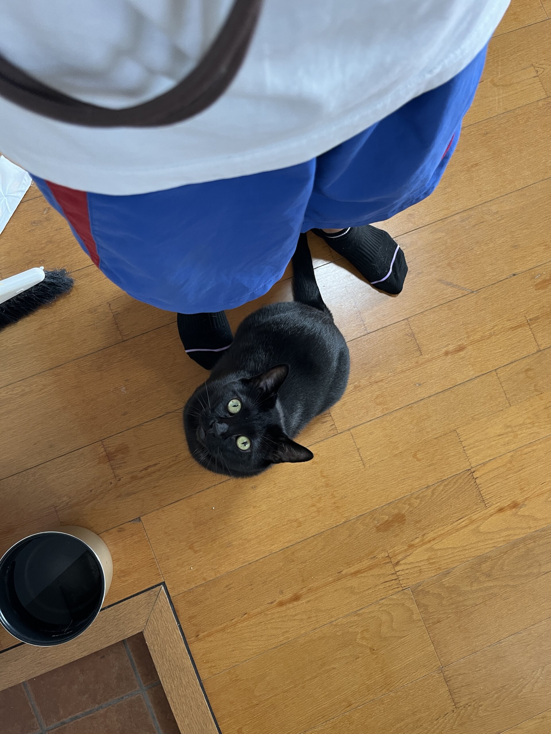 緊急で里親を探しています！