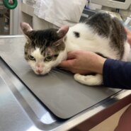 2017年4月生まれの男の子　らんまです！