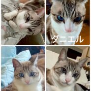 緊急で里親さんを探しています！