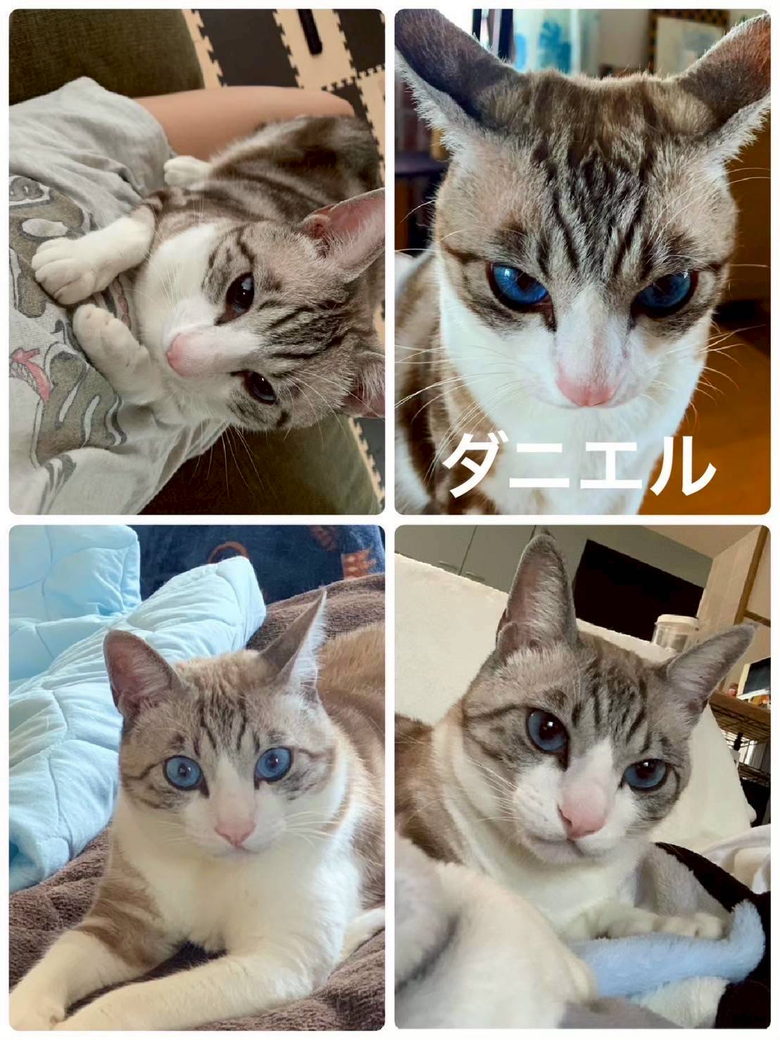 緊急で里親さんを探しています！