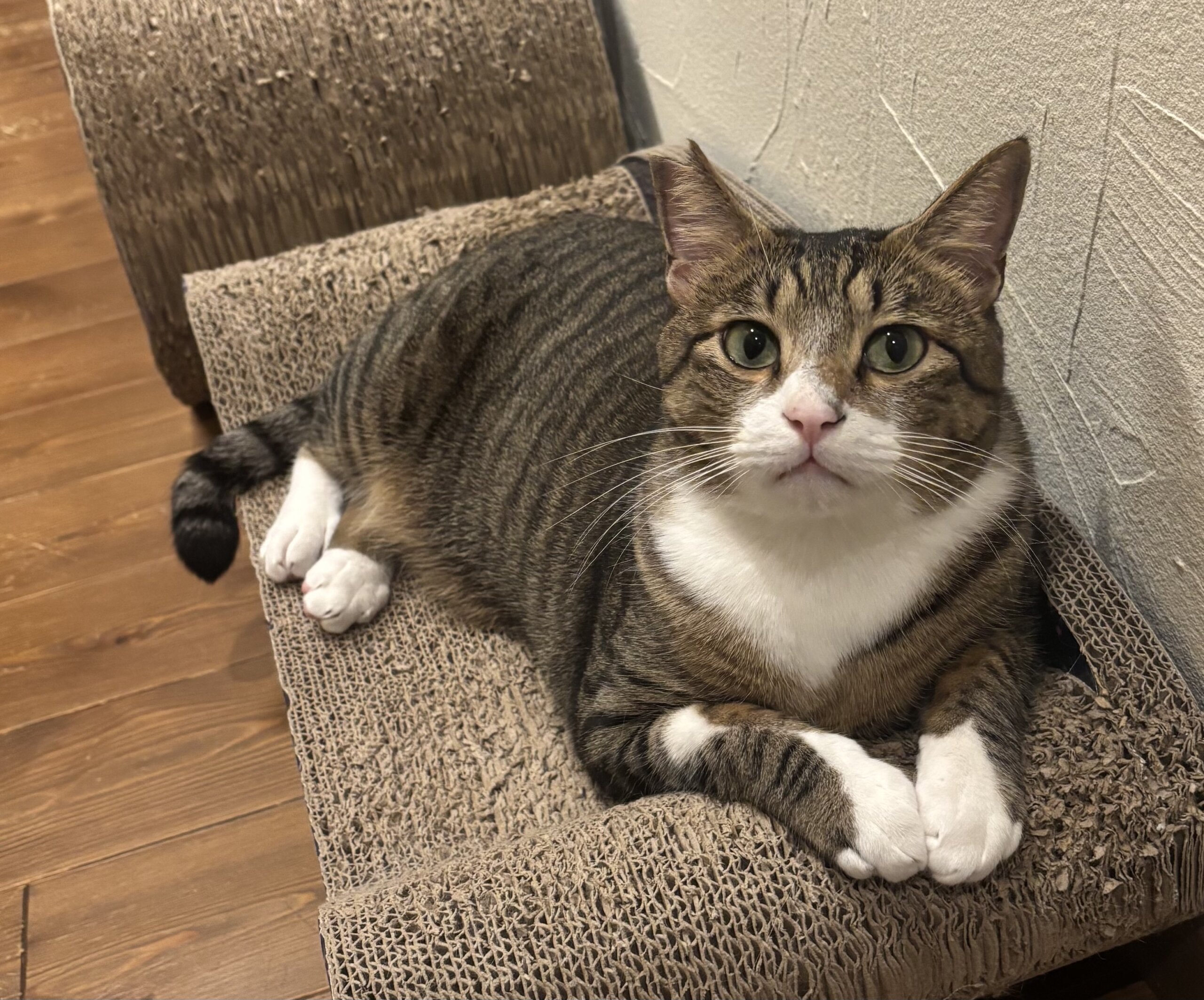 人大好き推定3歳の男の子