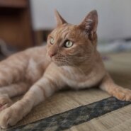 ピカチュウしっぽの人間大好きチャピ君♡