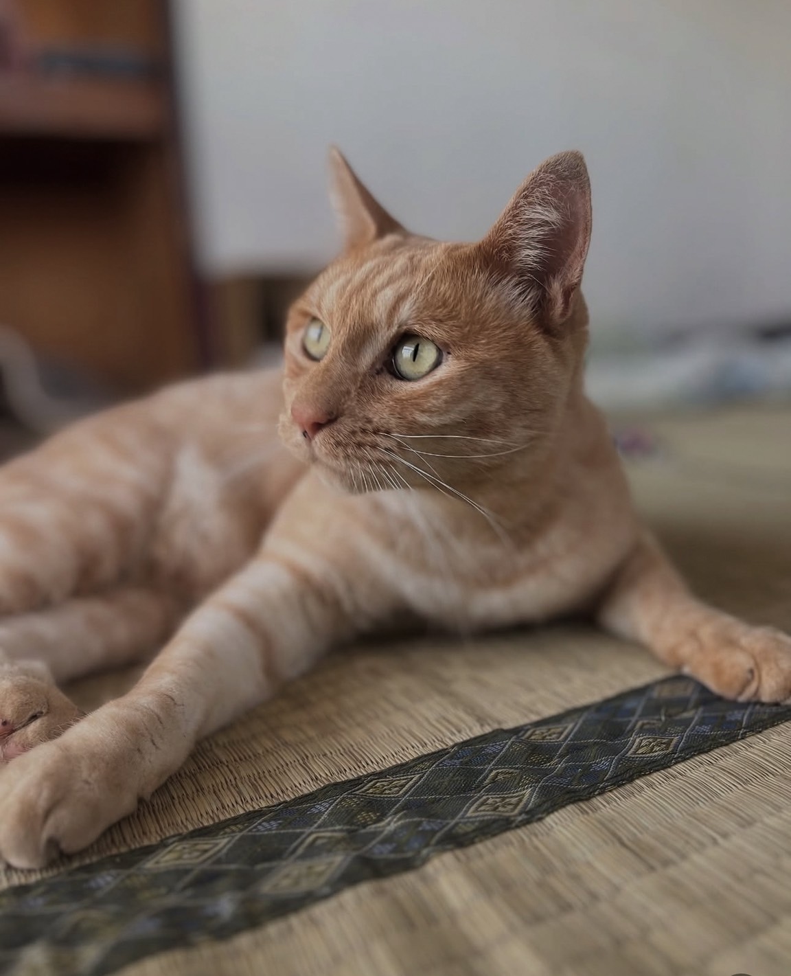 ピカチュウしっぽの人間大好きチャピ君♡