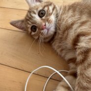 生後2ヶ月の子猫（男の子）マロンちゃん