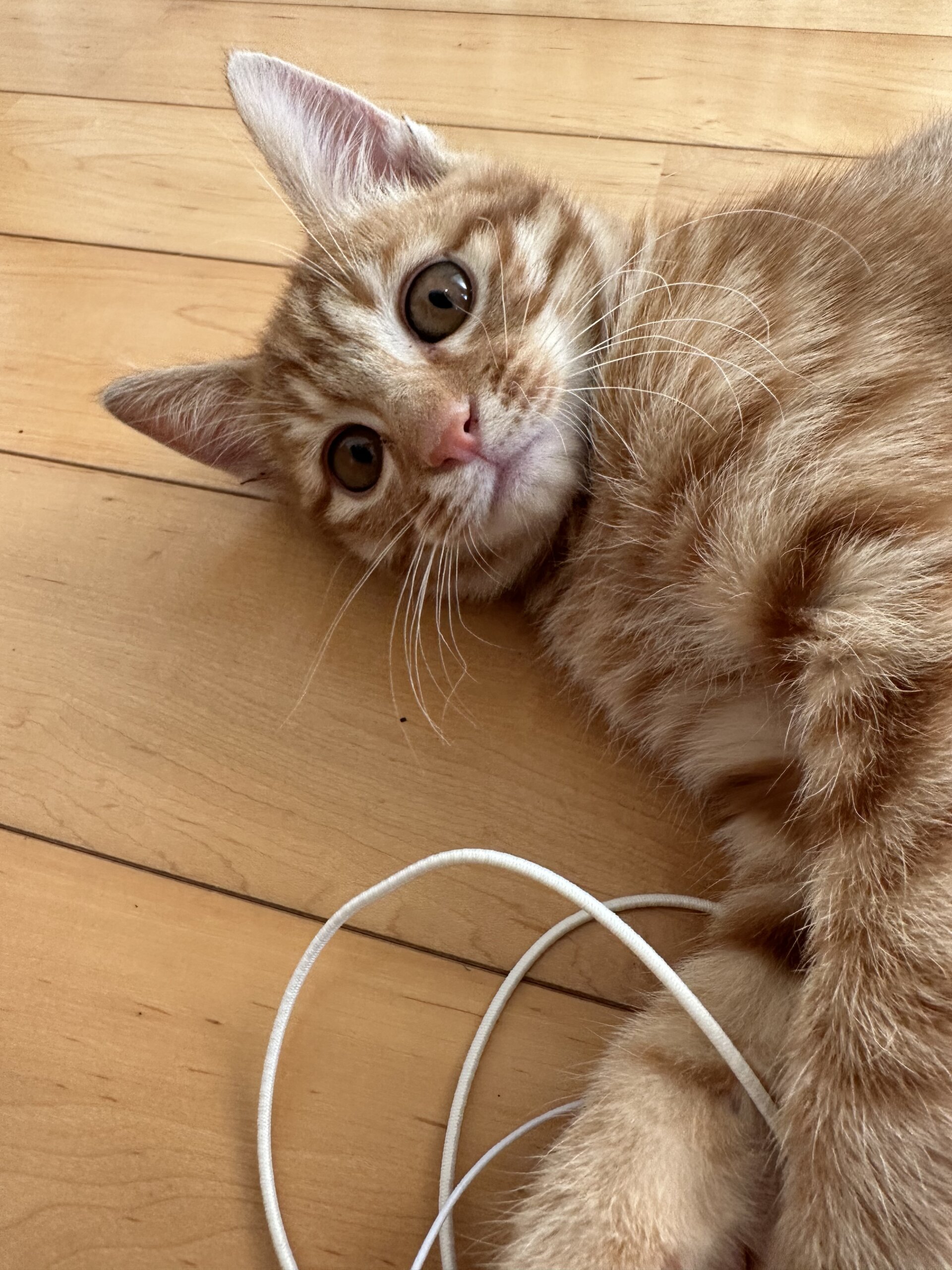 生後2ヶ月の子猫（男の子）マロンちゃん