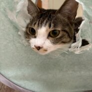 添い寝大好き！！ノンちゃん