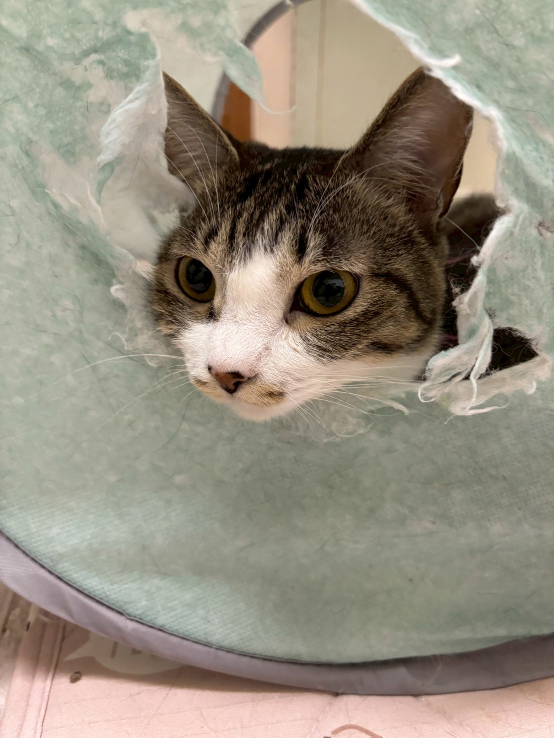 添い寝大好き！！ノンちゃん