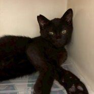 冒険家の⭐︎大黒くん