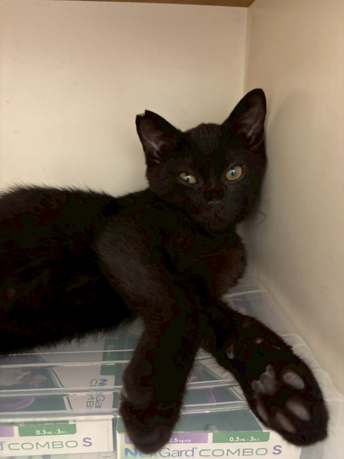 冒険家の⭐︎大黒くん