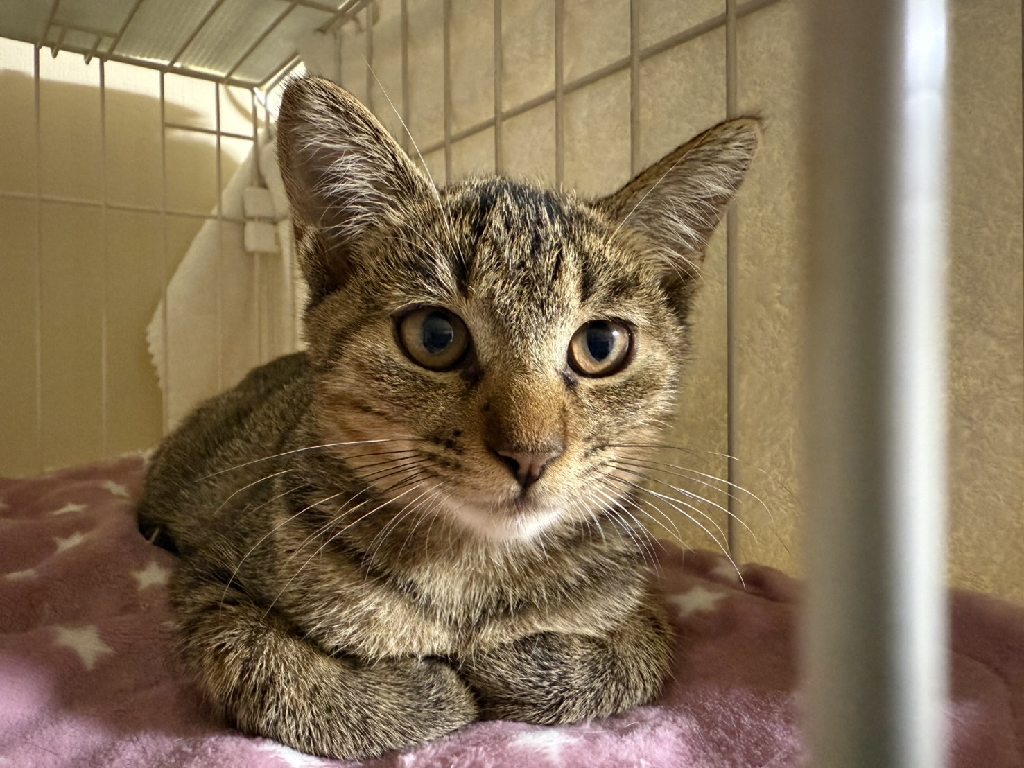 甘え上手のイケメンキジトラ『若』４カ月