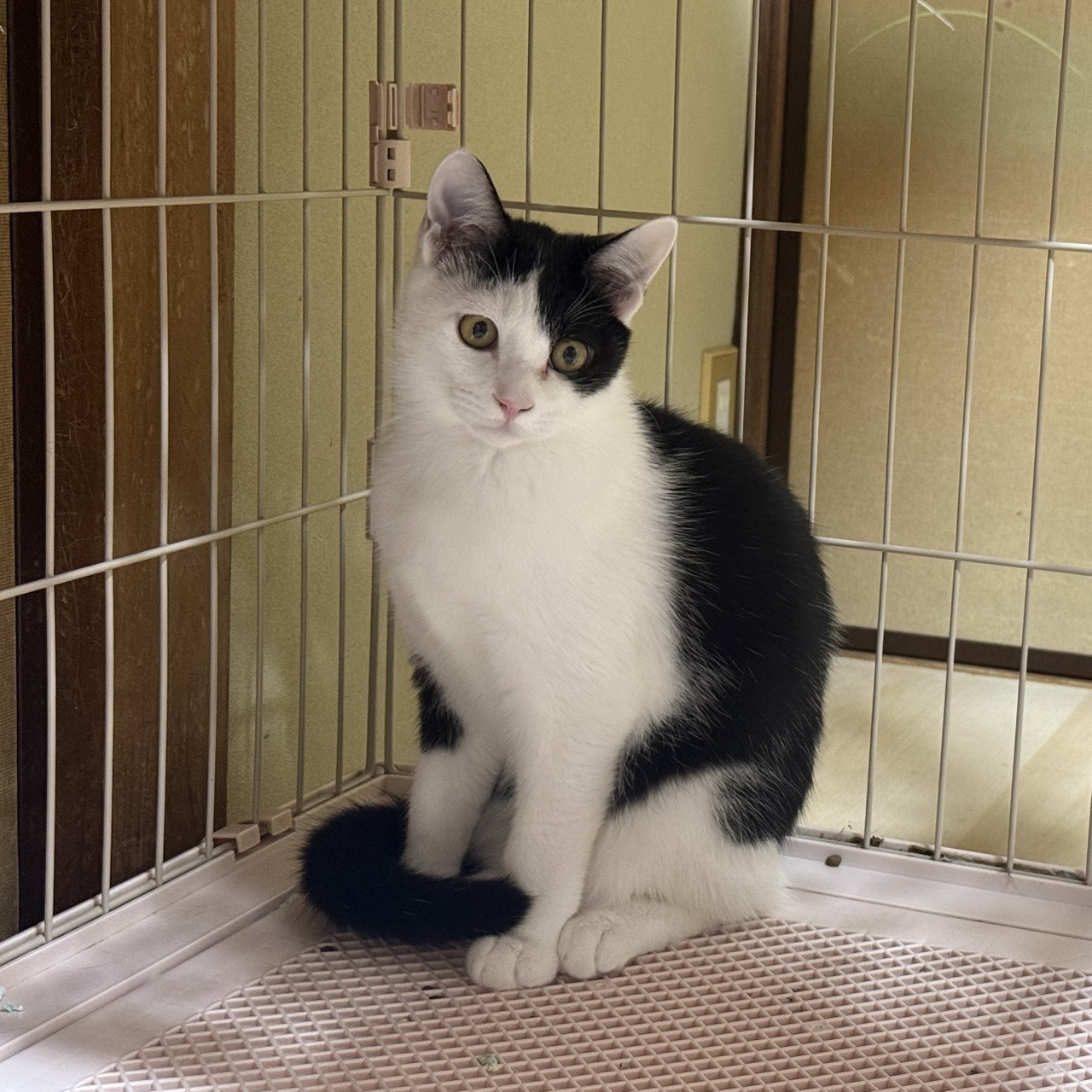 白黒兄妹のりんくん