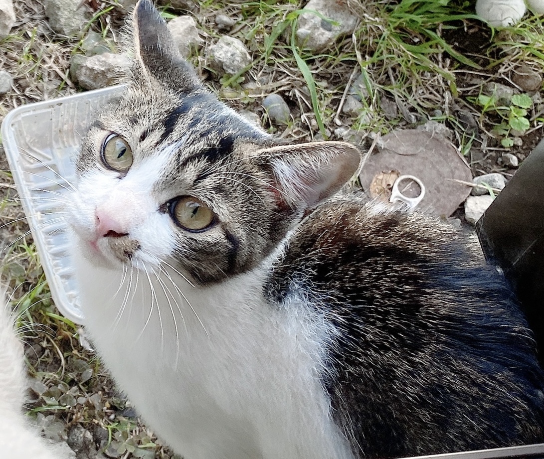 兄弟譲渡希望/千葉県/甘えん坊でお利口さん♡