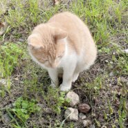 兄弟譲渡希望/千葉県/食いしん坊の甘えん坊★