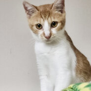 みんなに好かれる❤明るい性格『みかんちゃん』５ヶ月