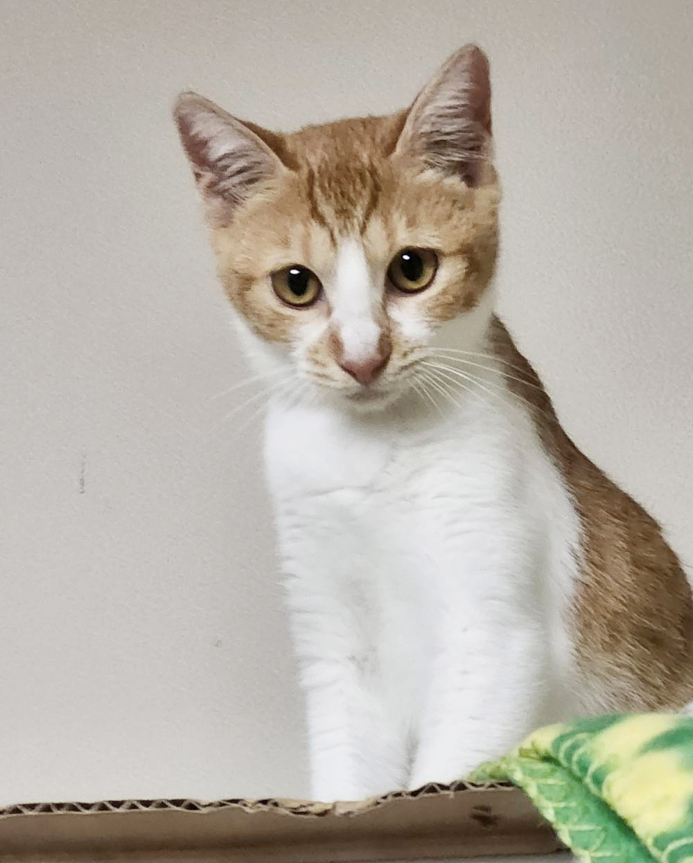 みんなに好かれる❤明るい性格『みかんちゃん』５ヶ月