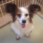 パピヨン　女の子　💖