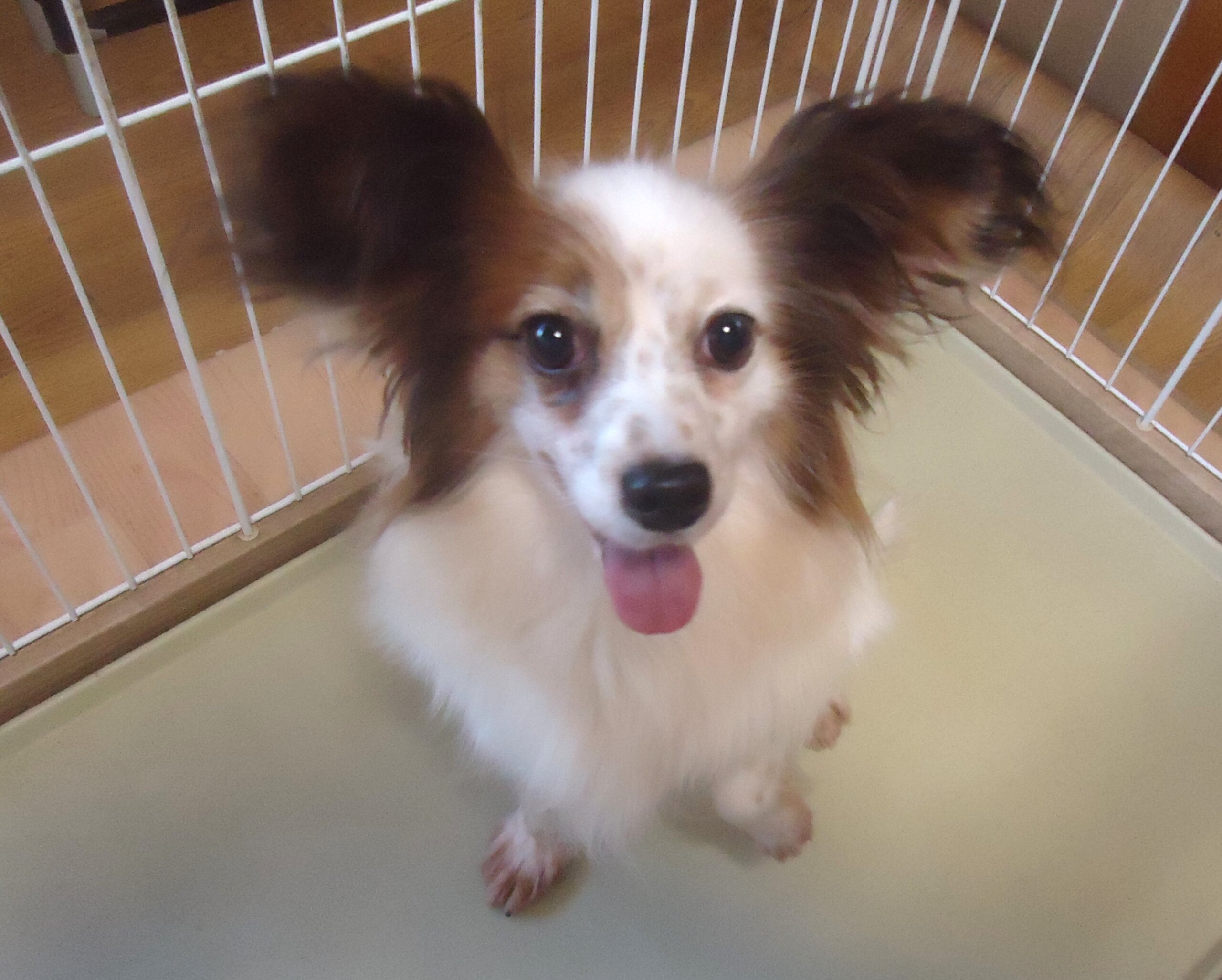 パピヨン　女の子　💖