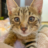 わんぱくで甘えん坊♡生後3ヶ月 男の子