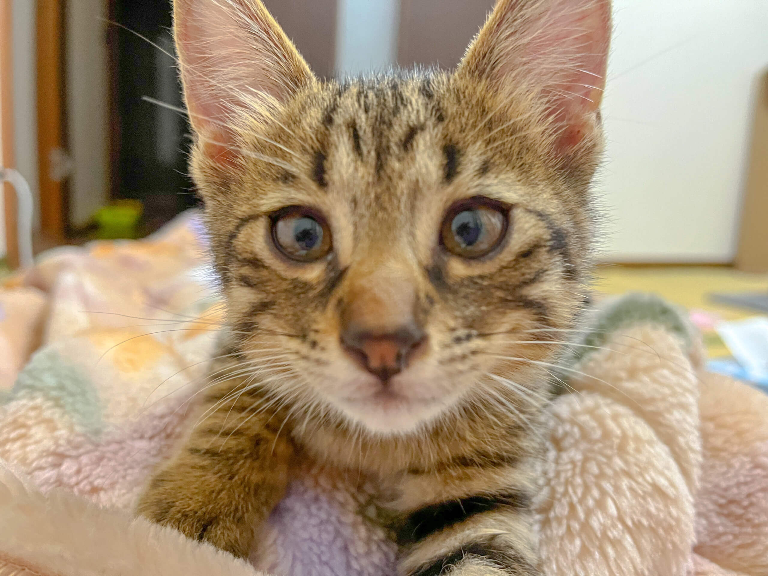 わんぱくで甘えん坊♡生後3ヶ月 男の子