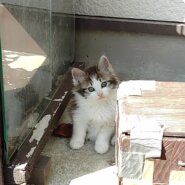 😺里親さんが決定しました😸