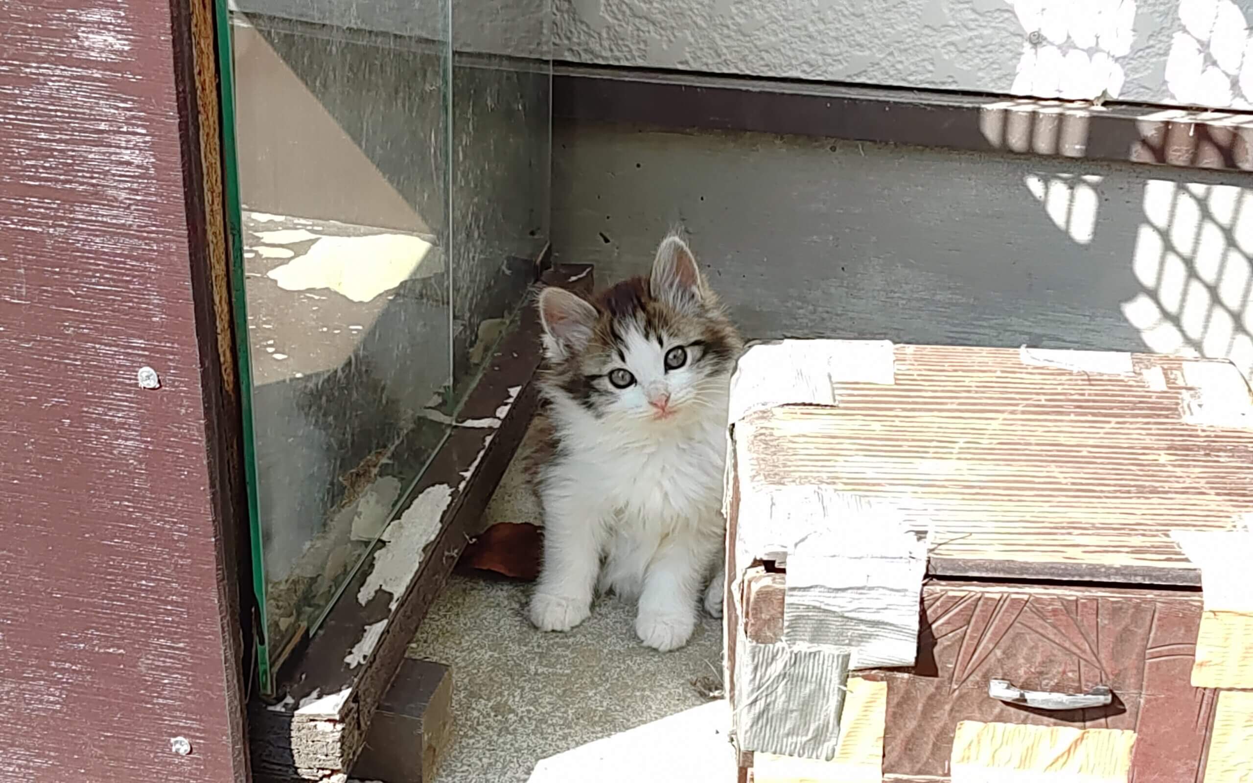 😺里親さんが決定しました😸