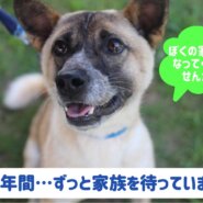 元気いっぱい🌟人馴れ抜群の甘えん坊　”ゾロくん”