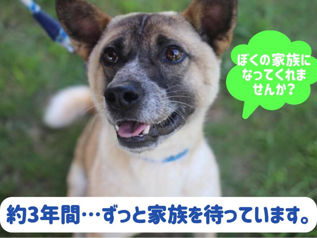 元気いっぱい🌟人馴れ抜群の甘えん坊　”ゾロくん”