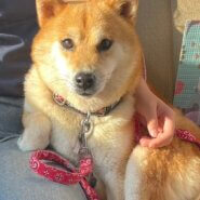 柴犬女の子楓ちゃん❤️