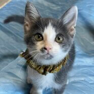 in江南市☆子猫がいっぱい☆保護猫達をオウチに迎えよう☆2025年11月9日（日）～ 非営利団体「ちーむ にゃいんず」