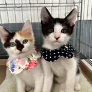 in名古屋市☆子猫もいっぱい☆保護猫達をオウチに迎えよう☆2025年11月9日（日）～ 非営利団体「ちーむ にゃいんず」