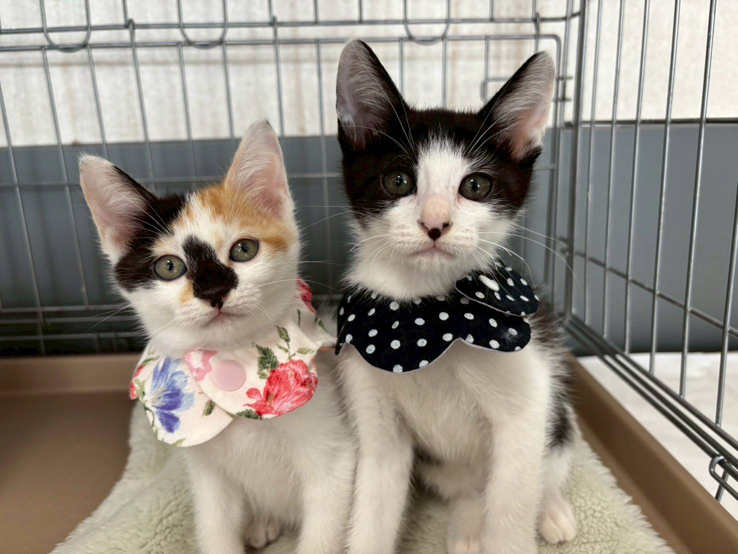 in名古屋市☆子猫もいっぱい☆保護猫達をオウチに迎えよう☆2025年11月9日（日）～ 非営利団体「ちーむ にゃいんず」