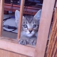 おとなしくて甘えん坊のキジタくん