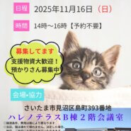 【さいたま市見沼区】11/16(日)ハレノテラス保護猫譲渡会