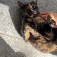 ひとつの瞳に宿る愛情♡ウィンクちゃん