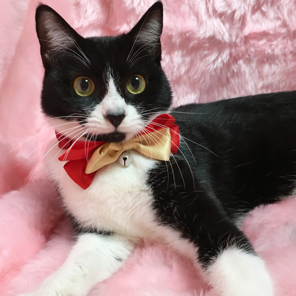 初心者にオススメ！なれなれ『おたま』６カ月