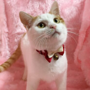 頭がキリン柄！超甘えん坊『キリン君』５カ月