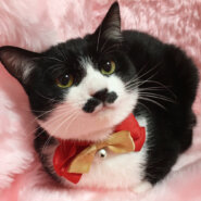 ちょびヒゲだけど女の子『むすび』６カ月