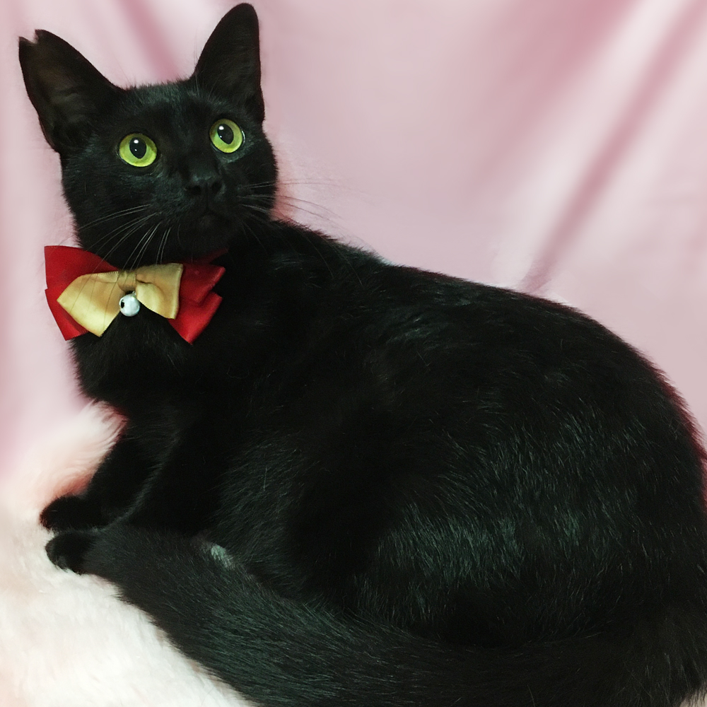 丸顔まんまるお目々の黒猫『ジジ』1歳