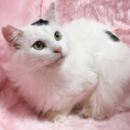 ふわふわ長毛♪ぬいぐるみみたい『しおまめ』1歳