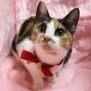 人が大好き！なれなれの三毛『こまち』７カ月